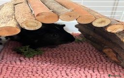 Guinea Pig rodents for sale: Indoor cage with two male Guinea Pigs - Image 2