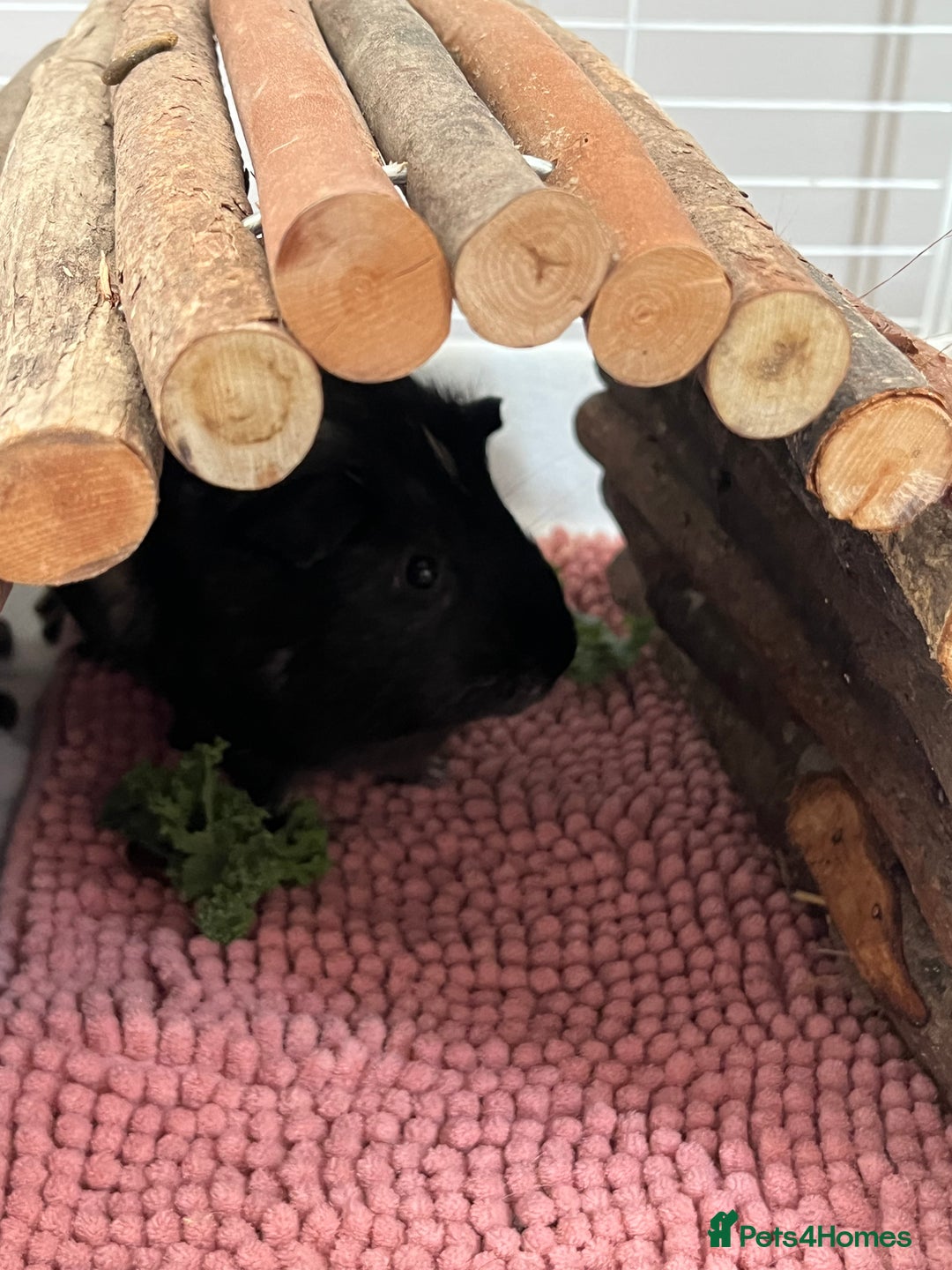 Guinea Pig rodents for sale: Indoor cage with two male Guinea Pigs - Image 2