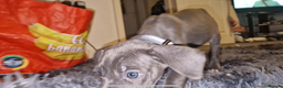 Mixed Breed dogs for sale: Cane corso hybrid - Advert 7