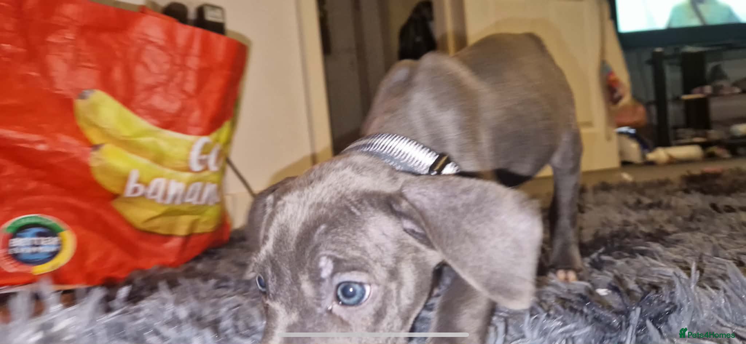 Mixed Breed dogs for sale: Cane corso hybrid - Advert 7