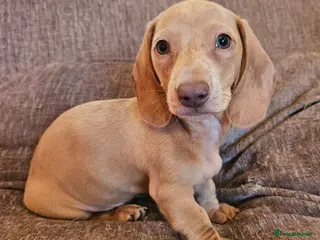 Dachshund dogs 2 Beautiful male miniature Dachshunds - Advert 5