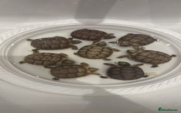 Tortoise reptiles for sale: Tortoise - Image 2