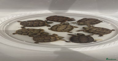 Tortoise reptiles - Advert 9
