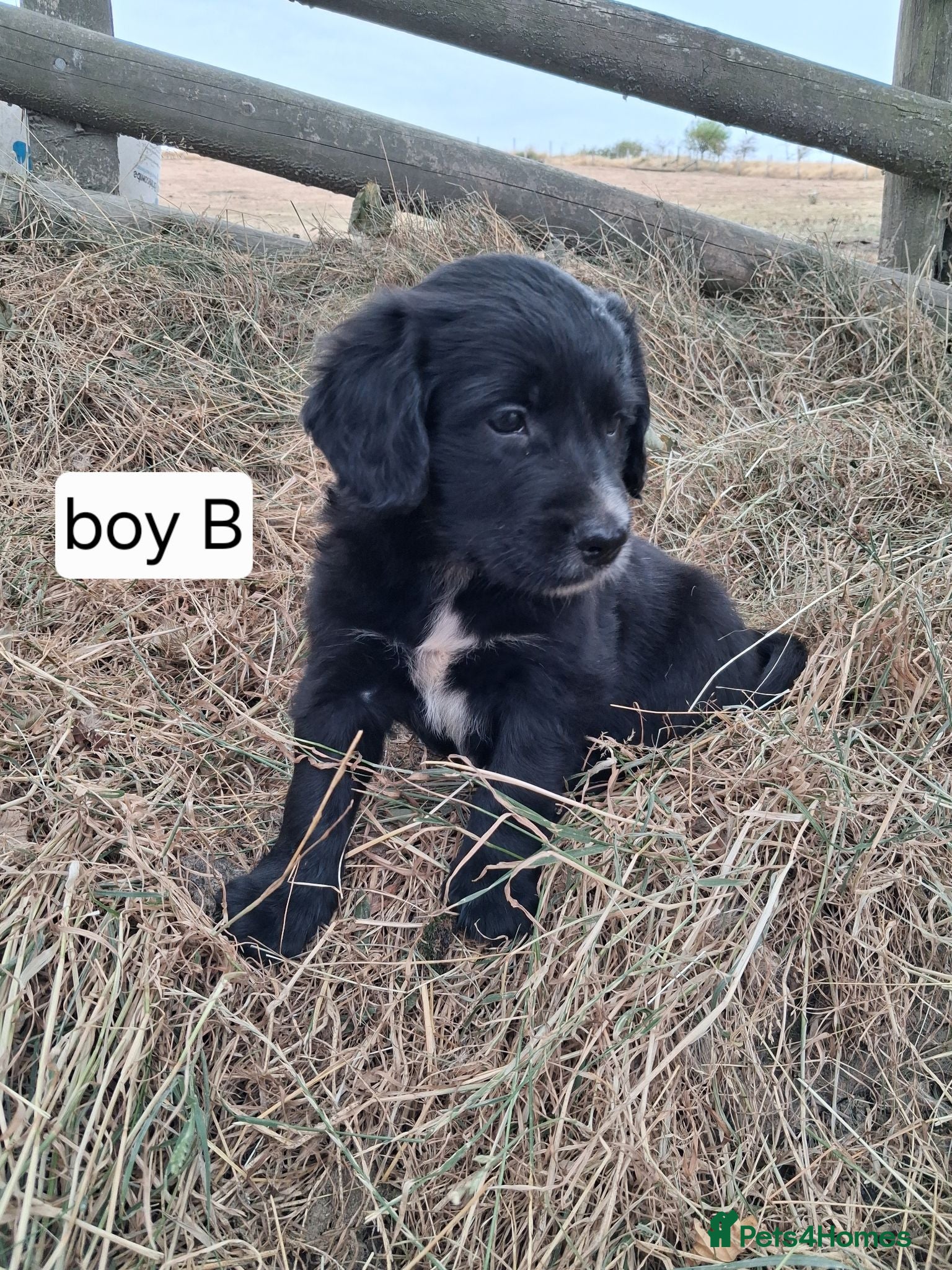 Sprollie dogs Beautiful litter of puppies  - Advert 2