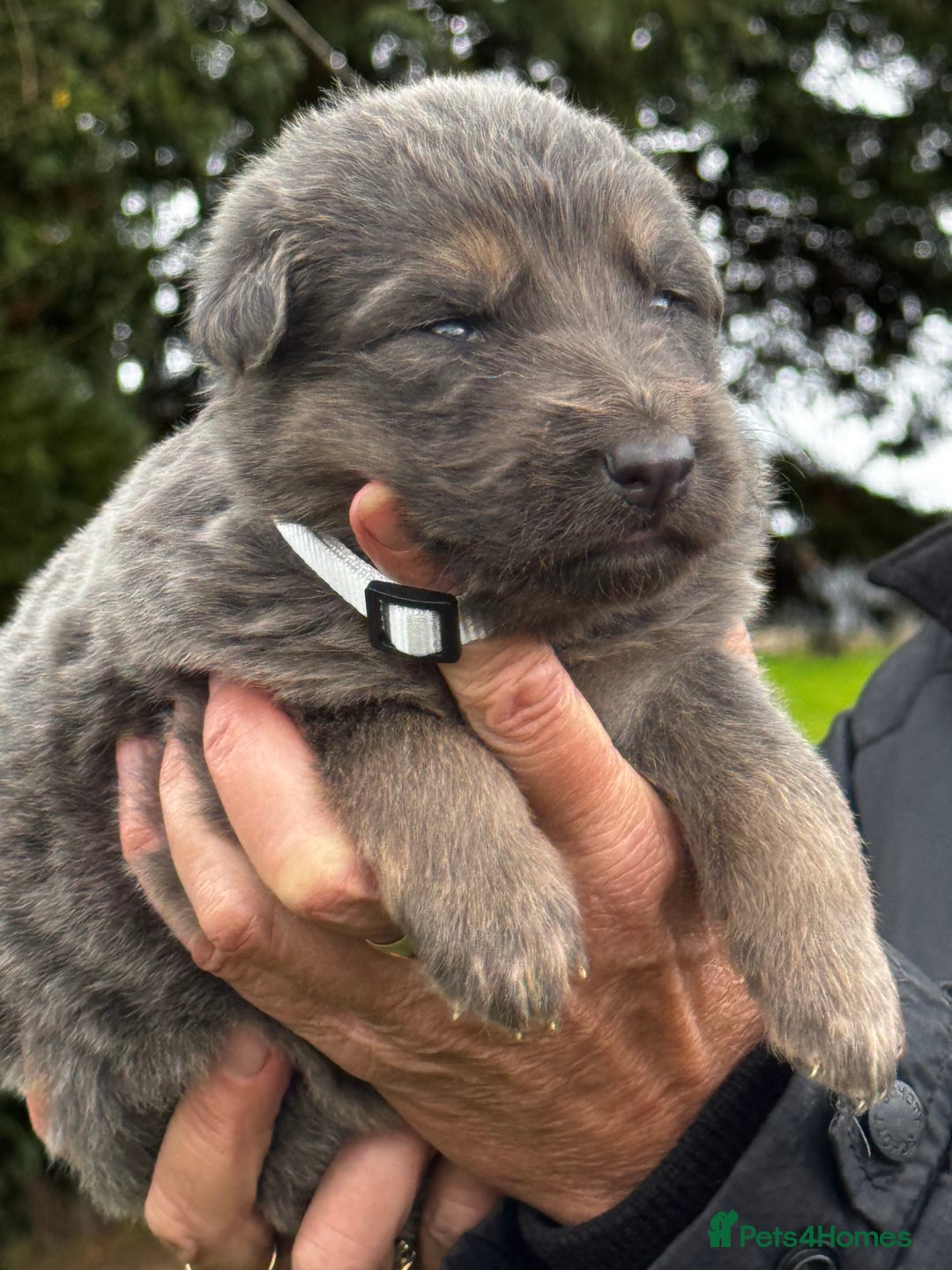 German Shepherd dogs for sale: ⭐️Chunky kc reg GSD pups ⭐️  - Image 22