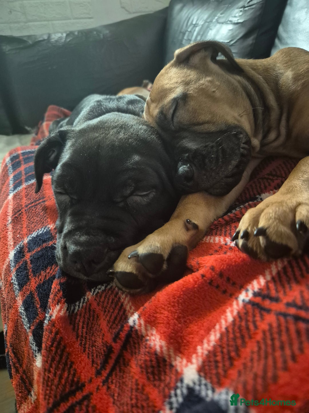 Mixed Breed dogs for sale: Bullmastiff x puppies 🐶  - Advert 10