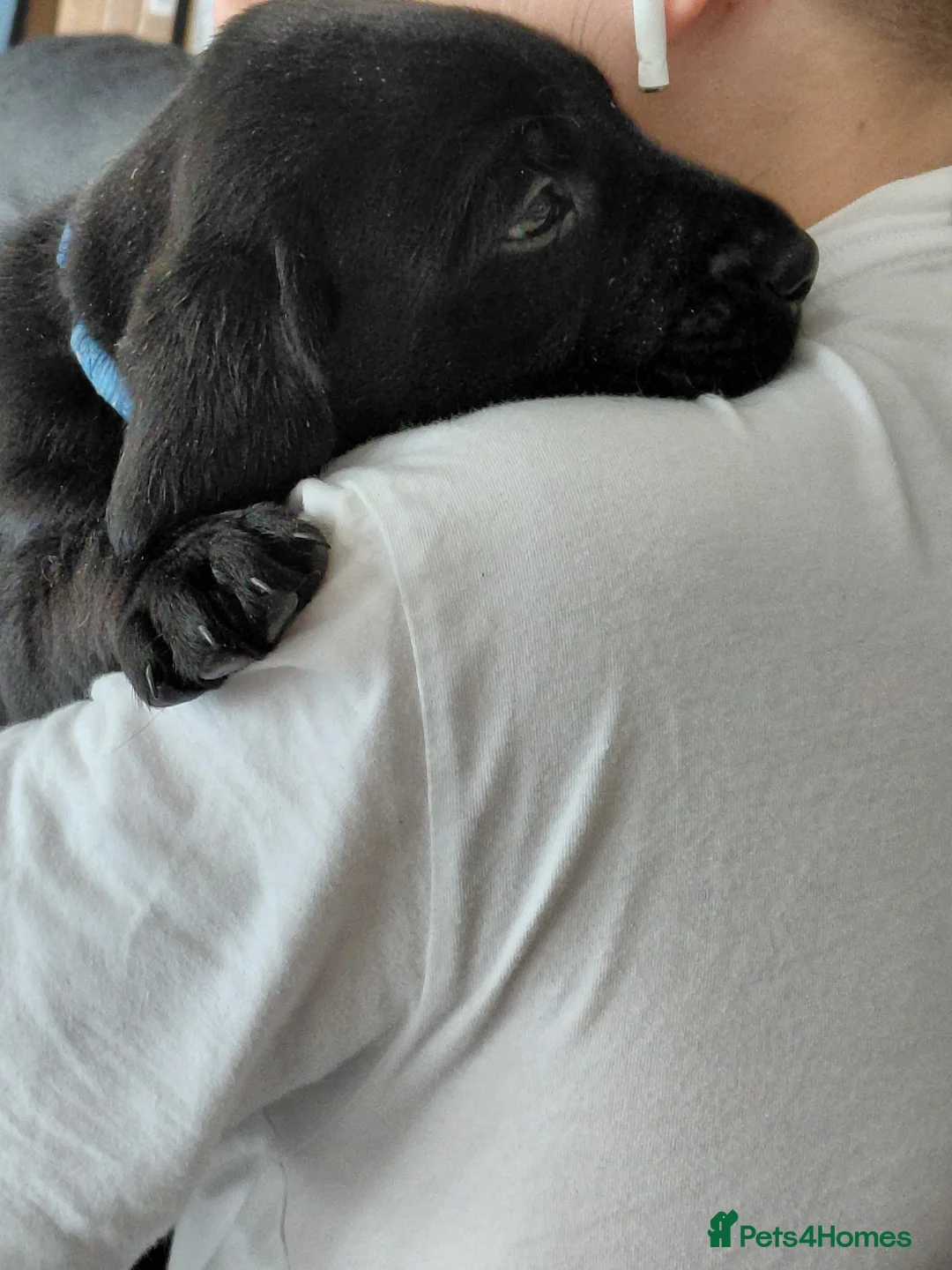 Labrador Retriever dogs for sale: Our last Boy  - Advert 1