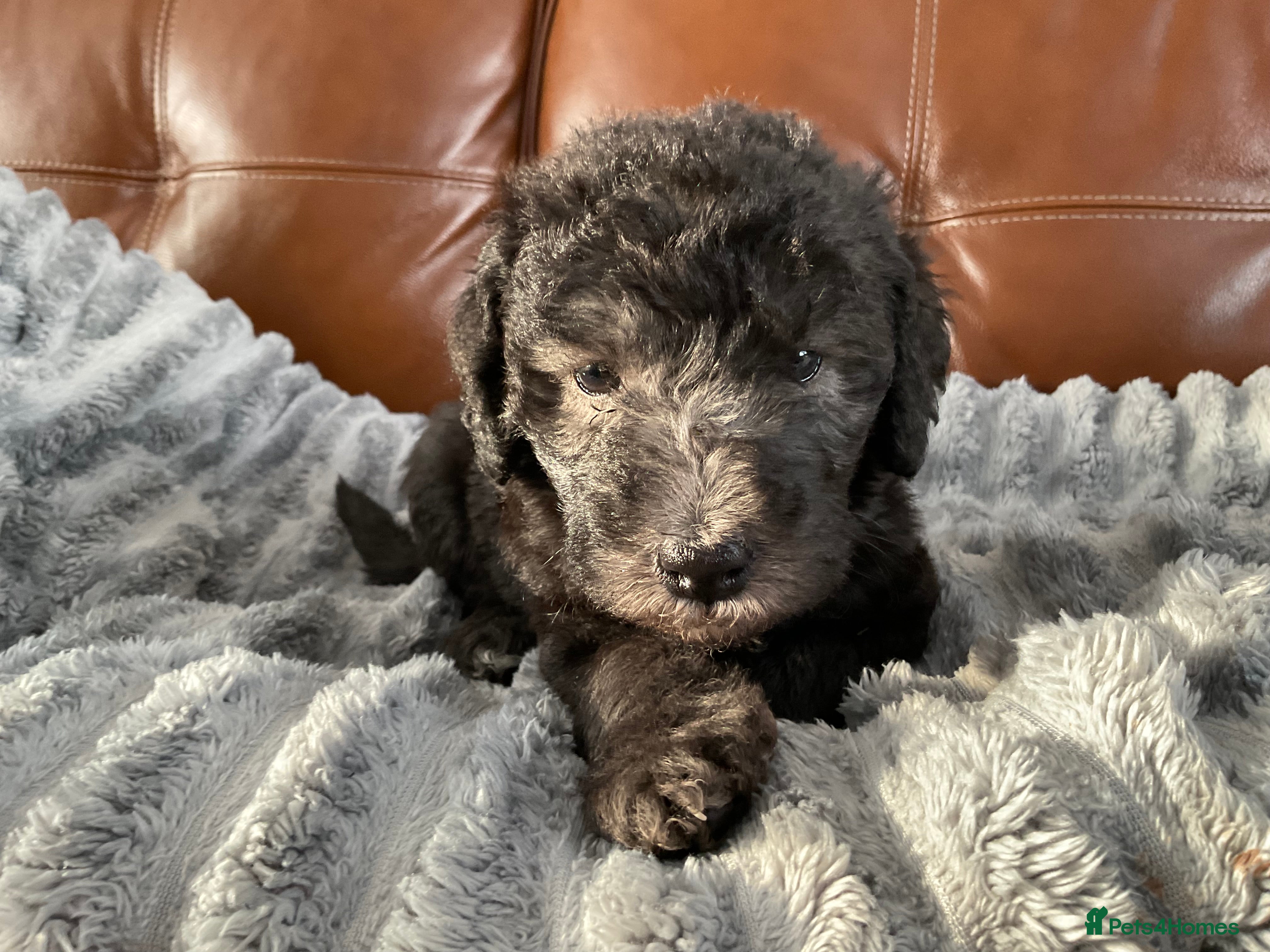 Bedlington Terrier dogs Last little girl looking for her new home  - Advert 6