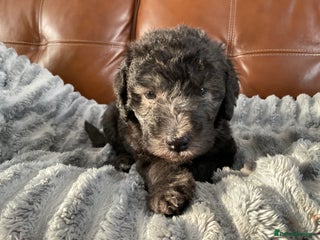 Bedlington Terrier dogs Last little girl looking for her new home - Advert 8