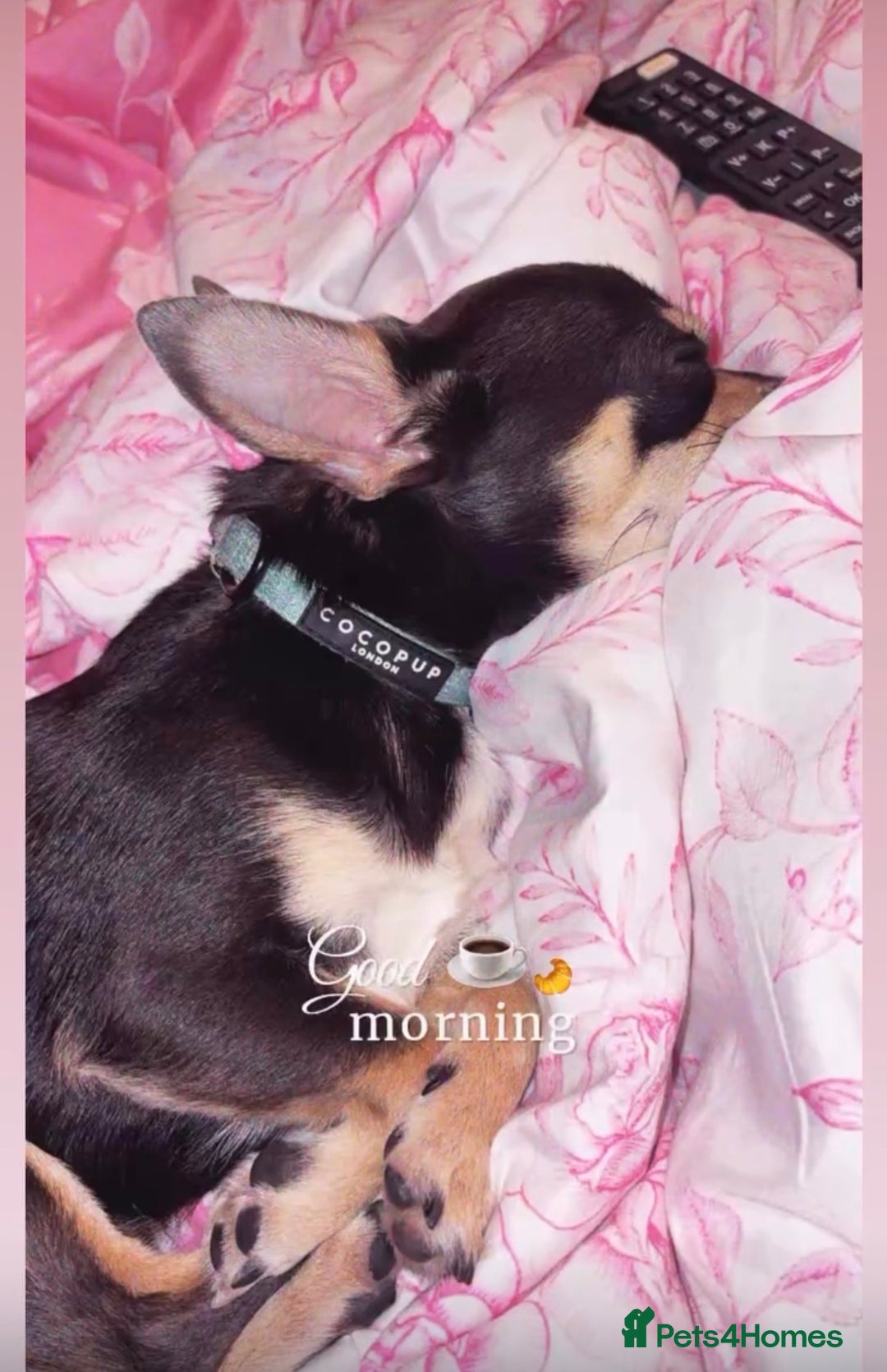 Chihuahua dogs for stud: Pablo, Blue Tri Chihuahua  - Advert 5