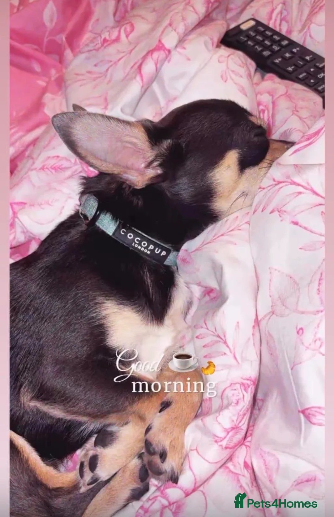 Chihuahua dogs for stud: Pablo, Blue Tri Chihuahua  - Advert 5