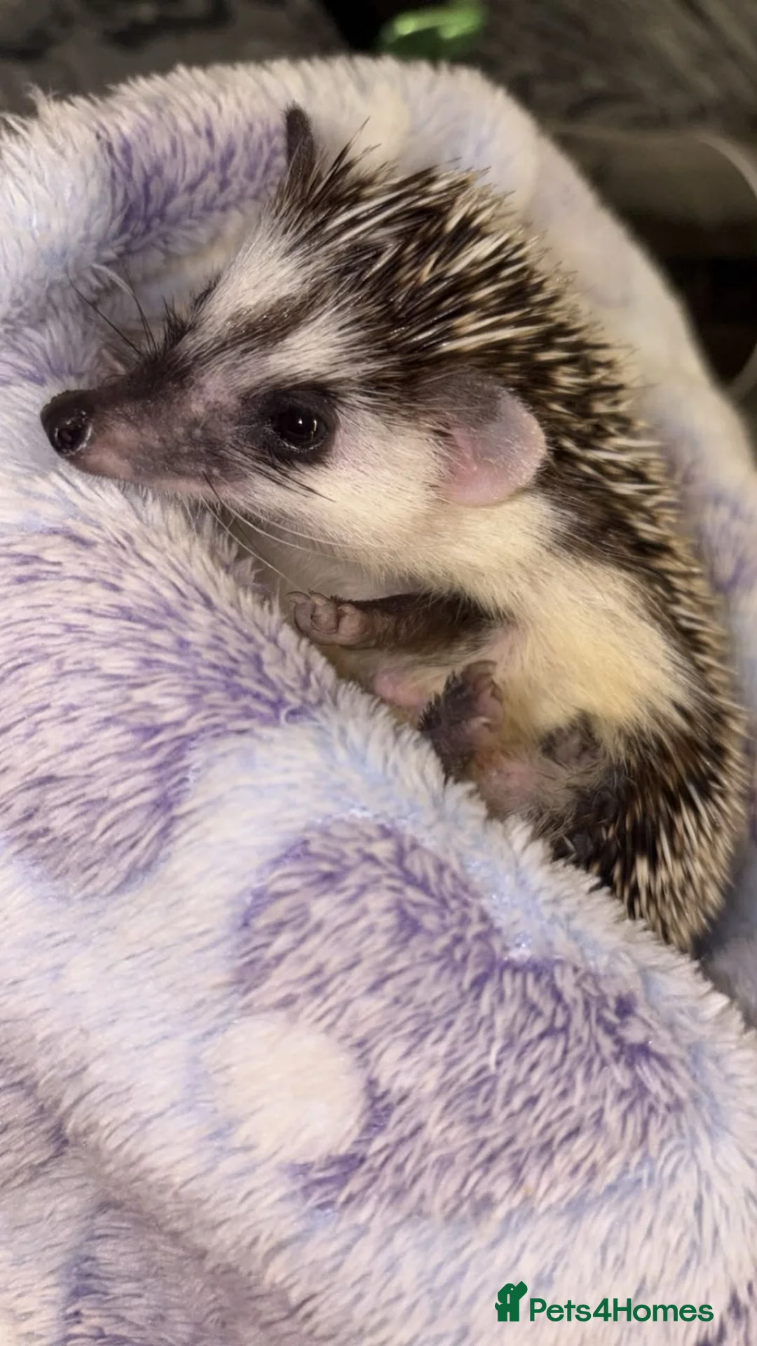 Pygmy Hedgehog rodents for sale: SPIKEY Friendly pygmy hedgehog ❤️ - Advert 2