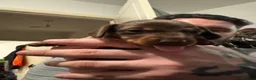 Miniature Dachshund dogs for sale: Last 2 Beautiful Pedigree Miniature Dachshunds  - Advert 16