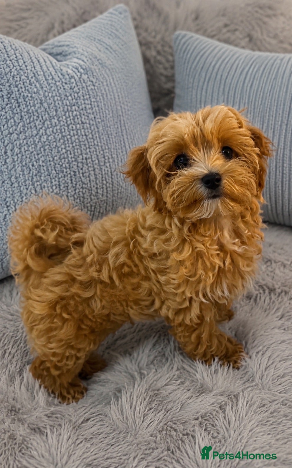 Maltipoo dogs Tiny Asian Maltipoo. DNA tested parents. - Advert 1