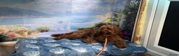 Cavapoo dogs for sale: Cavapoo Puppies ( Fox Red, Black, Black & White) - Advert 7