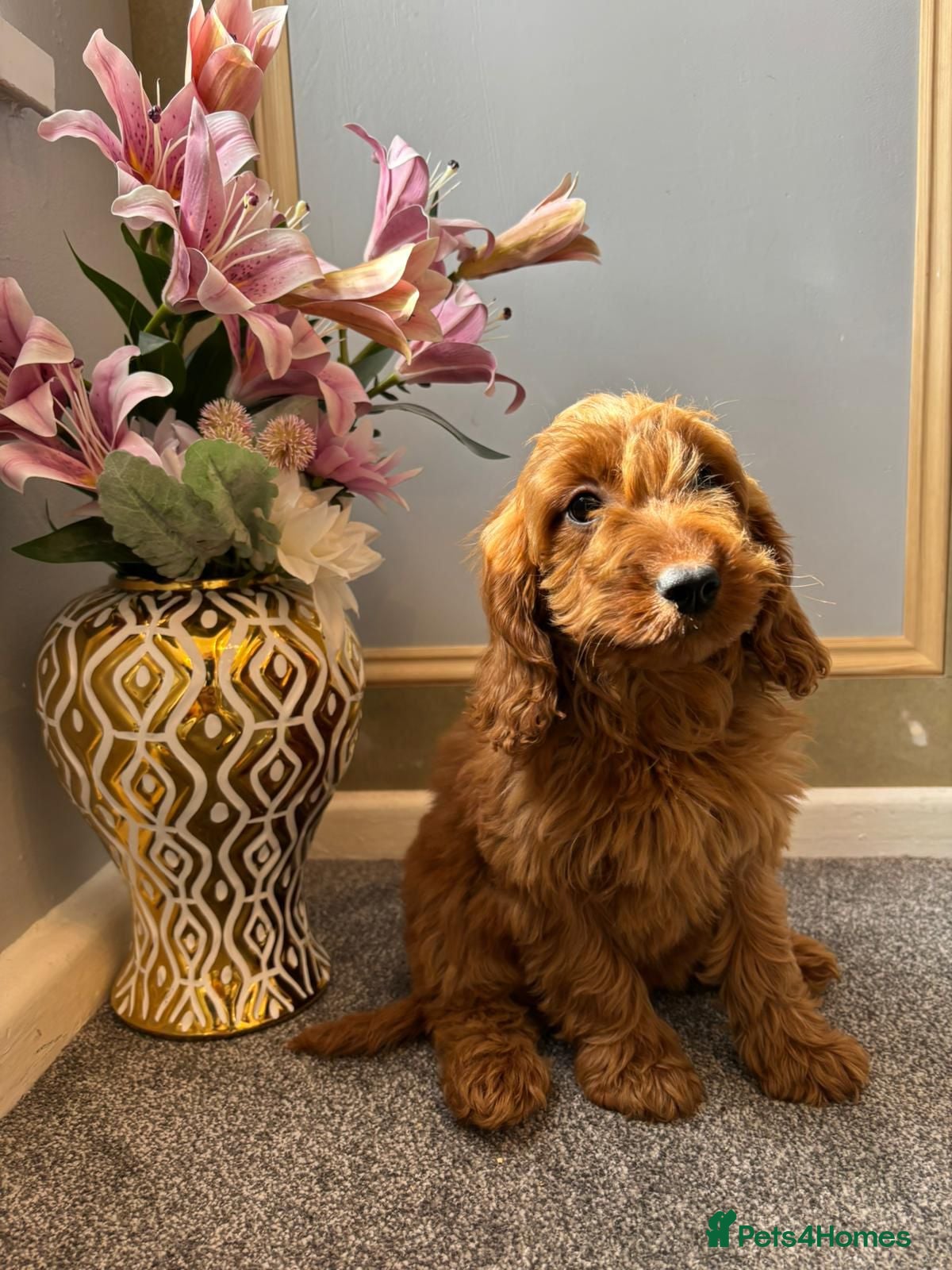 Cockapoo dogs Cockapoo Puppies LAST GIRL   FULLY VACCINATED  - Advert 4