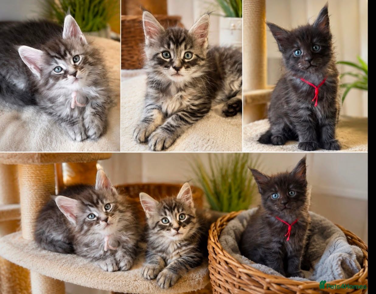 Maine Coon cats Gorgeous Reg. Maine Coon kittens from HEALTH TESTE - Advert 1