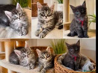 Maine Coon cats Gorgeous Reg. Maine Coon kittens from HEALTH TESTE - Advert 3