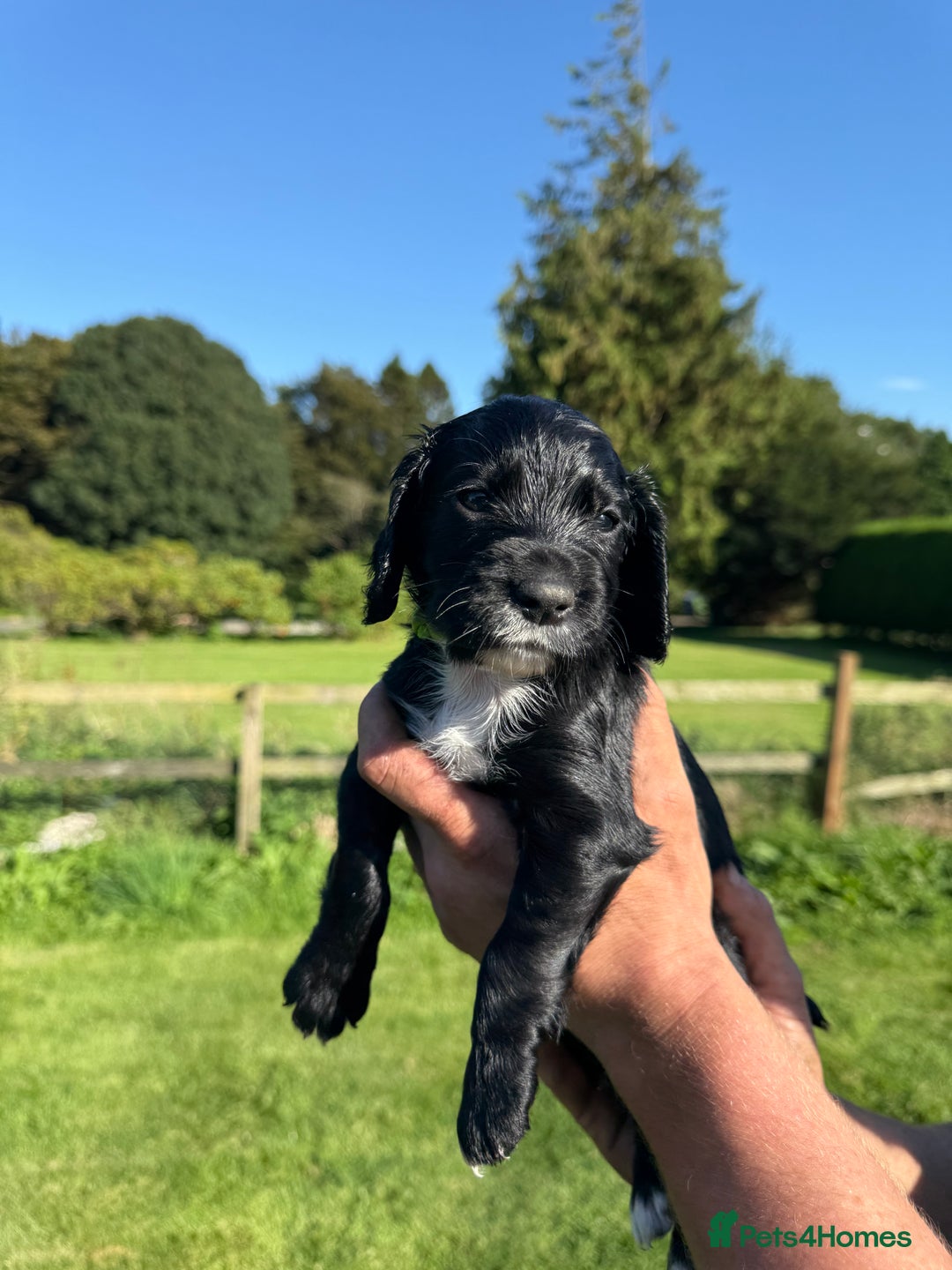 Cocker Spaniel dogs for sale: Working cocker spaniel - Image 4