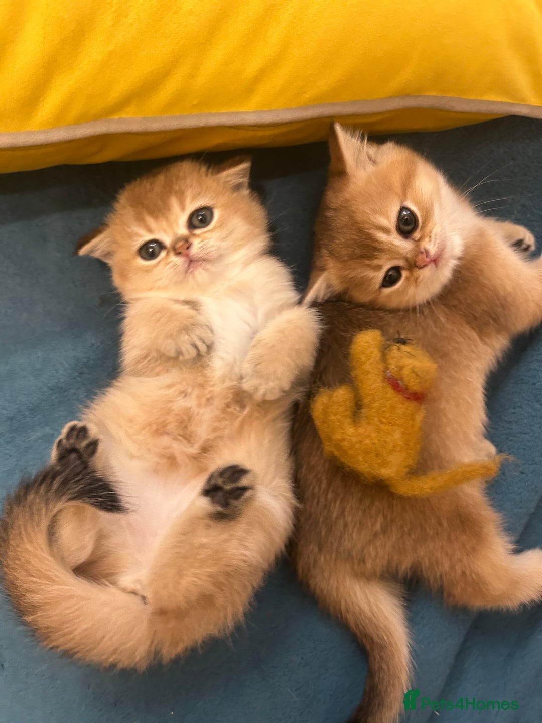 Scottish Fold cats for sale: Gold chinchilla baby’s available  - Advert 27