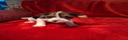 Jack Russell dogs for sale: Jack russel puppies  - Advert 13