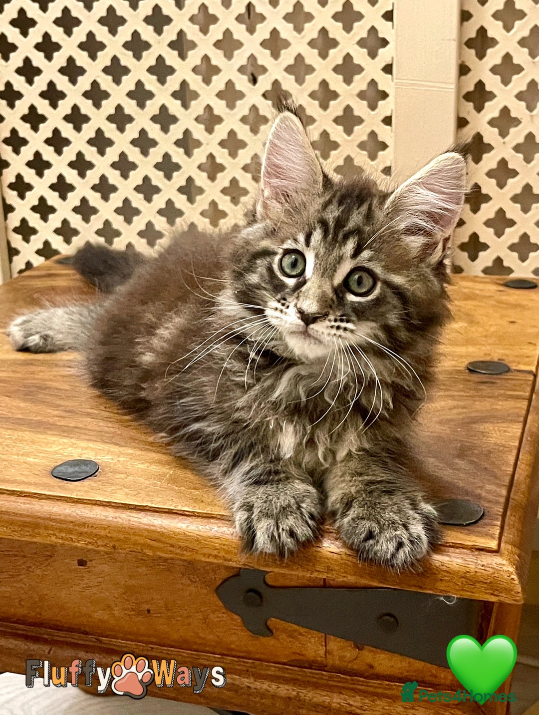 Maine Coon cats for sale: 🐾🦁 *TICA* MAINE COON KITTENS 🧬 DNA CLEAR 🦁🐾 - Image 5