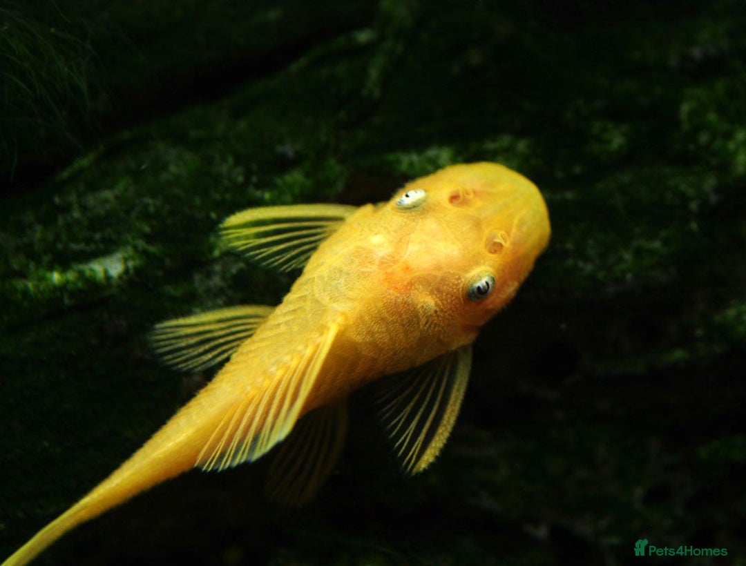 Plecos fish for sale: L144 Blue Eyed Bristlenose Pleco size 3 cm - Image 9
