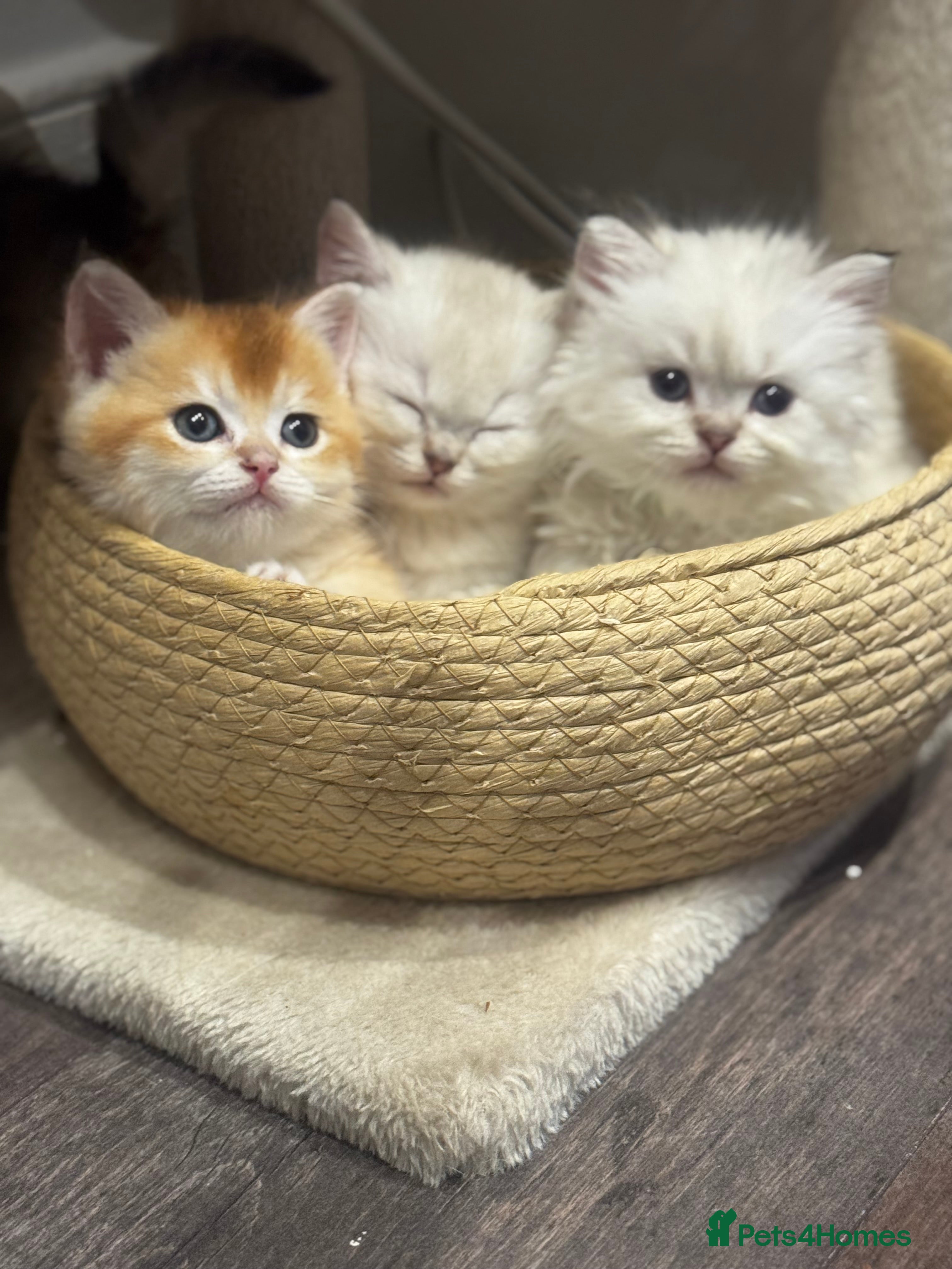 British Shorthair cats TICA Cream and golden British longhair  - Advert 3