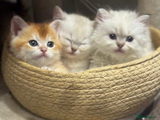 British Shorthair cats TICA Cream and golden British longhair - Advert 3