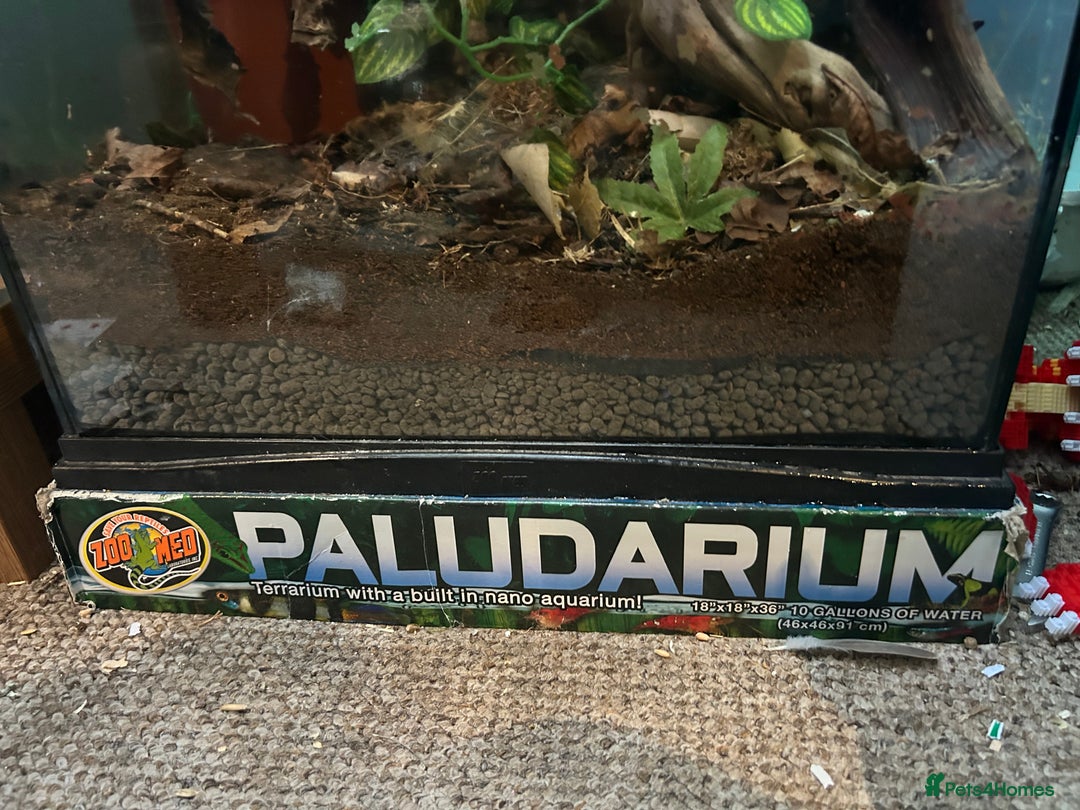 Gecko reptiles for sale: Crested gecko with massive paludarium - Image 4