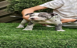 American Bully dogs for sale: 9 week old pocket bully pups, well known bloodline - Image 10