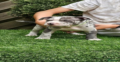 American Bully dogs - Advert 12