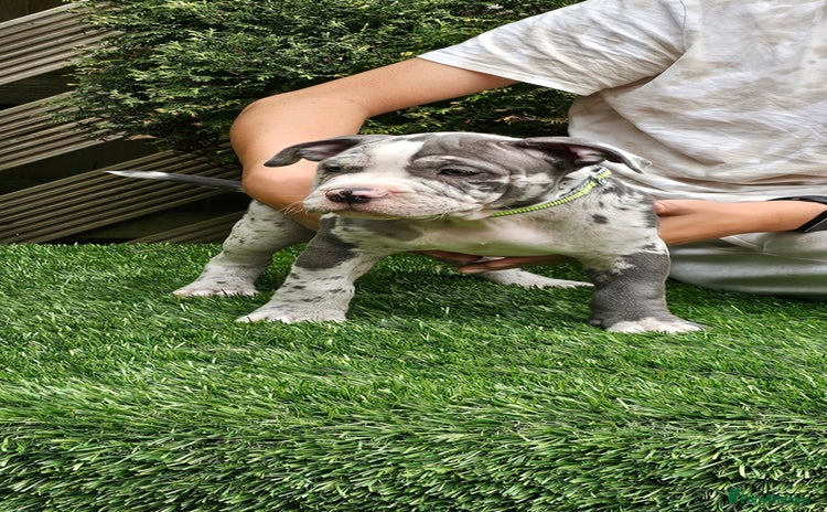 American Bully dogs - Advert 3