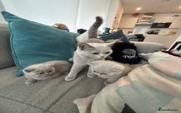British Shorthair cats for sale: Lilac British Shorthair Kittens - 2 boys 3 girls - Image 14