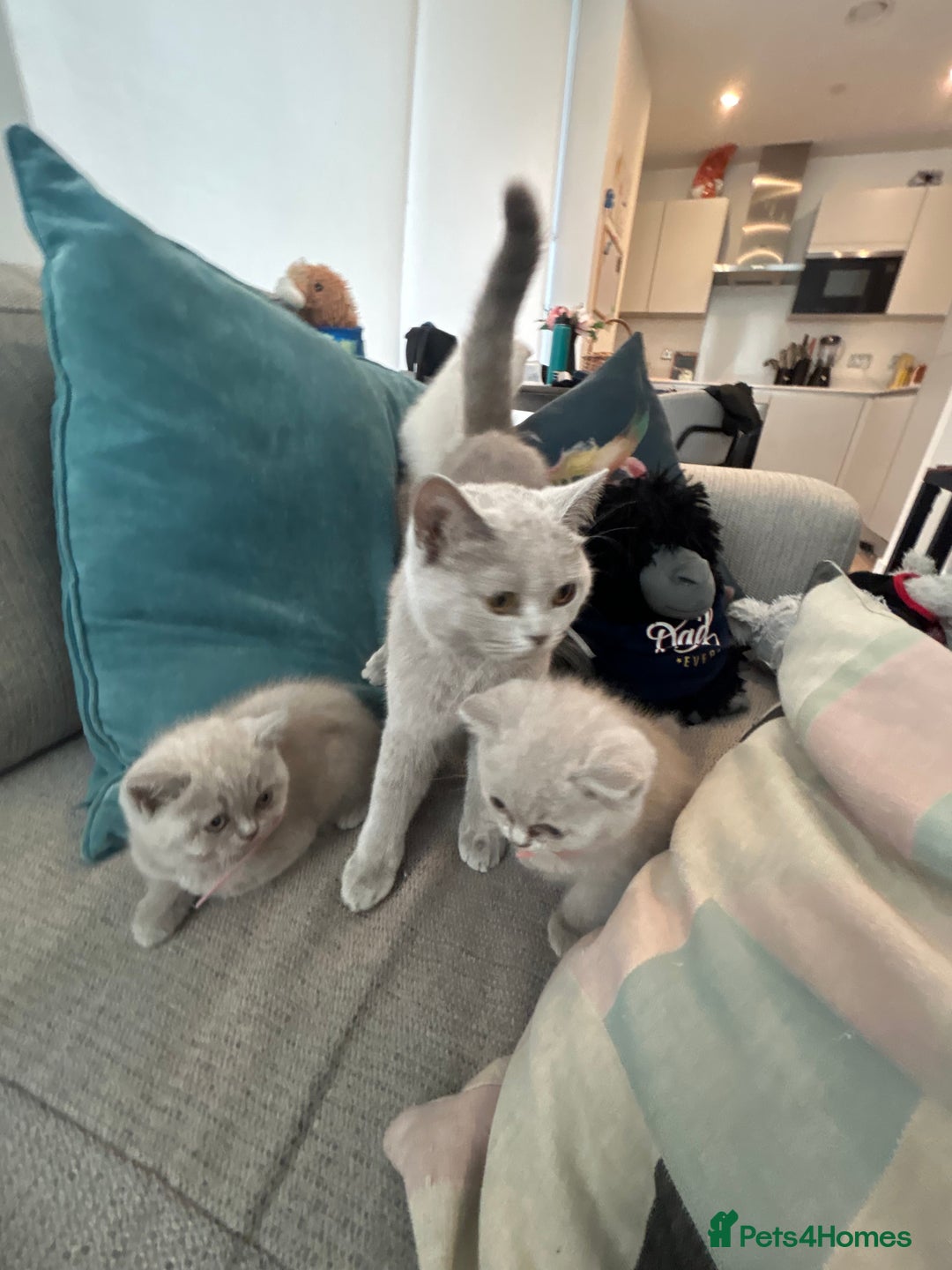 British Shorthair cats for sale: Lilac British Shorthair Kittens - 2 boys 3 girls - Image 14