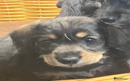 Mixed Breed dogs for sale: Adorable Daxi Jacks - Image 9