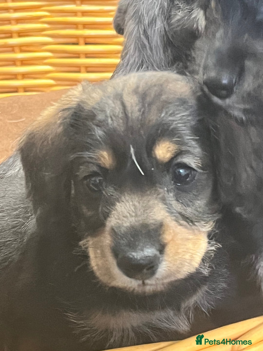 Mixed Breed dogs for sale: Adorable Daxi Jacks - Image 9