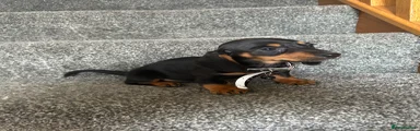 Miniature Dachshund Puppy 5