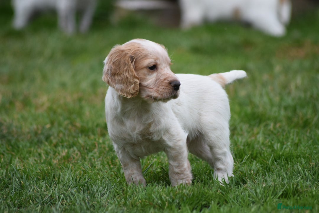 Cocker Spaniel dogs for sale: Cocker spaniel  - Image 8