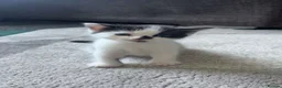 Mixed Breed cats for sale: Beautiful litter of kittens  - Advert 9