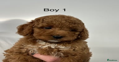 Cockapoo dogs - Advert 1