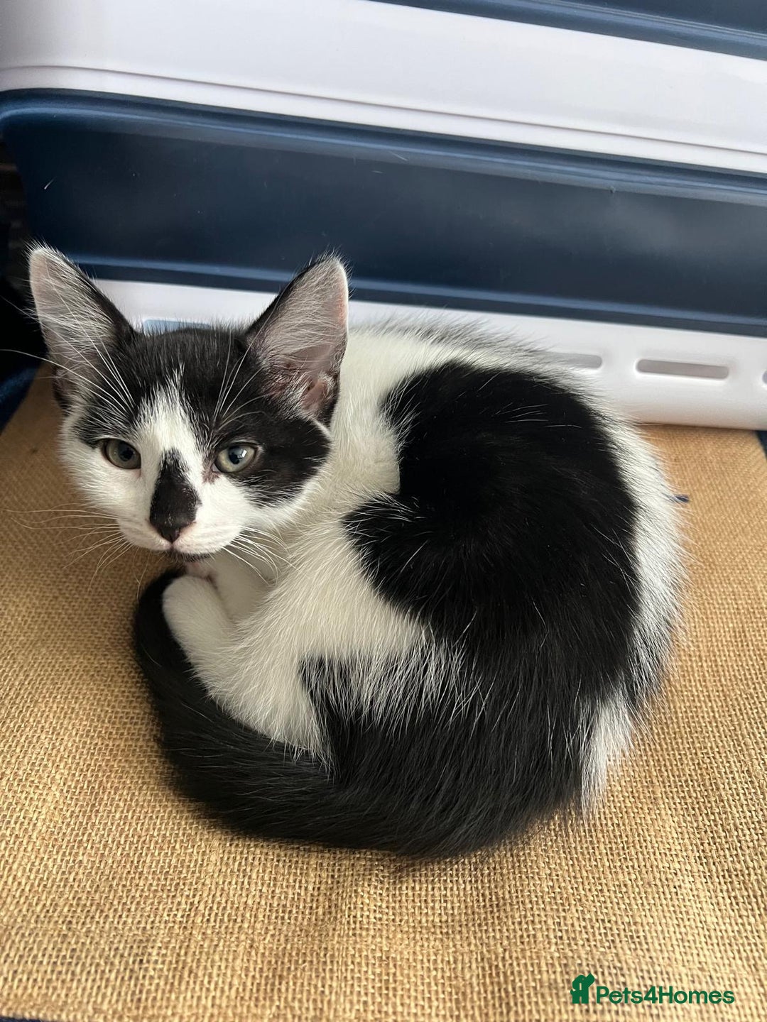 Mixed Breed cats for sale: 🐾Playful Kittens Ready for Loving Homes. - Image 10