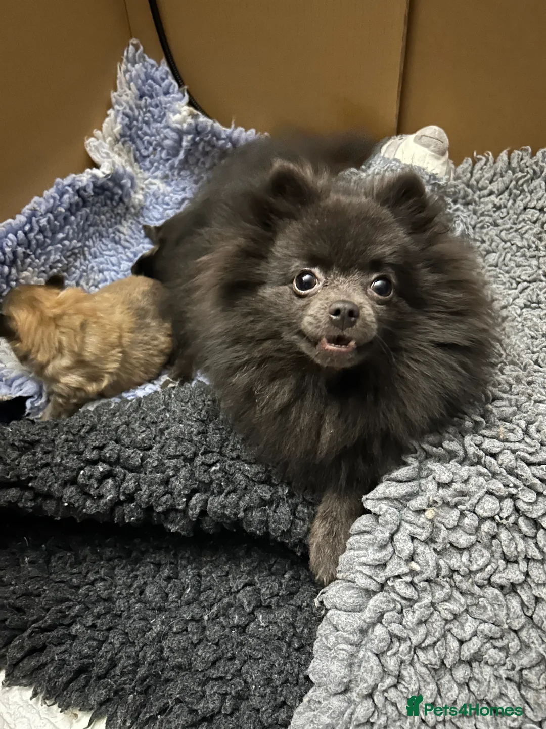 Pomeranian dogs for sale: Two little stunners - Advert 9