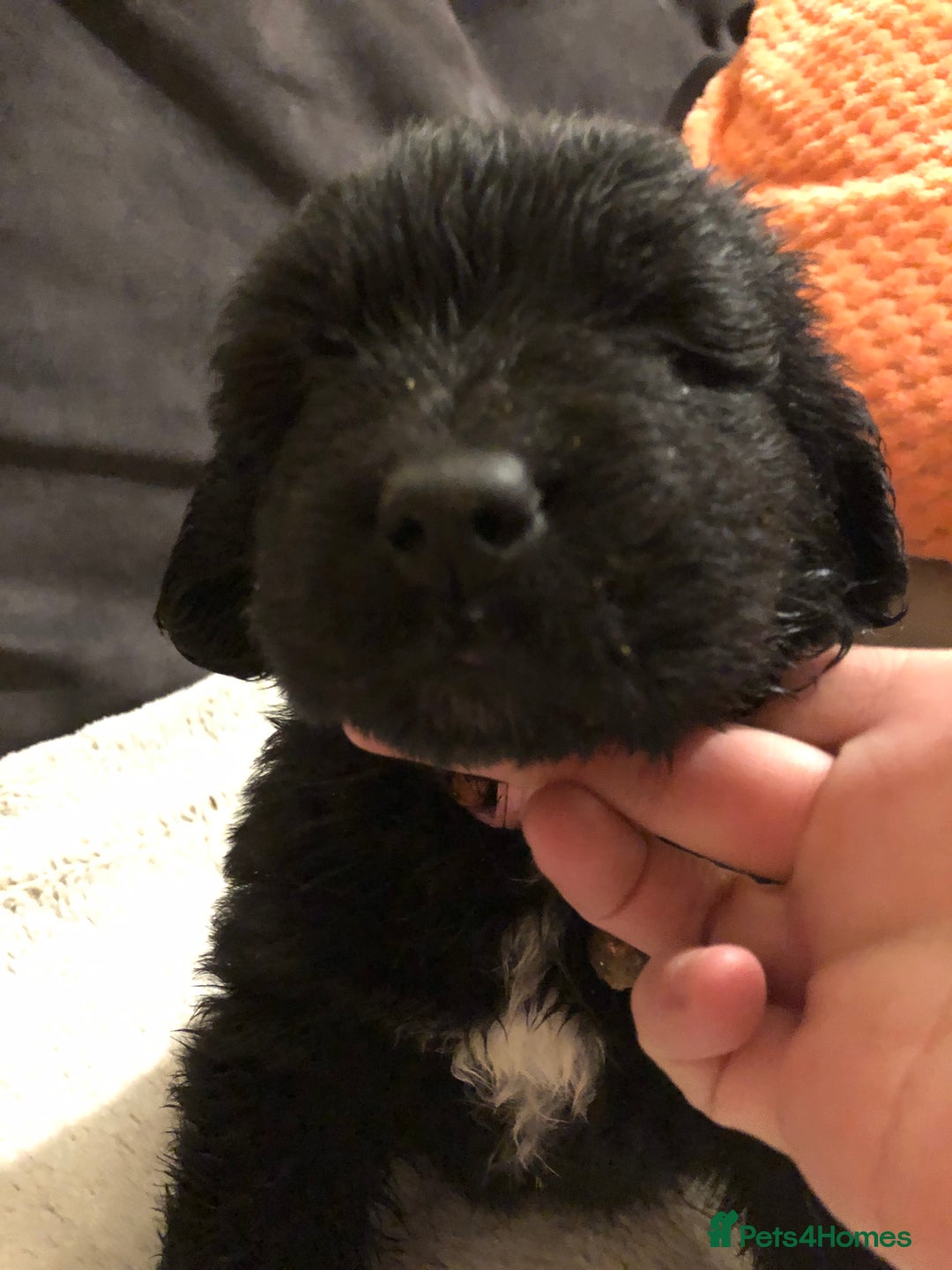 Newfoundland dogs for sale: Balticbears - Advert 5