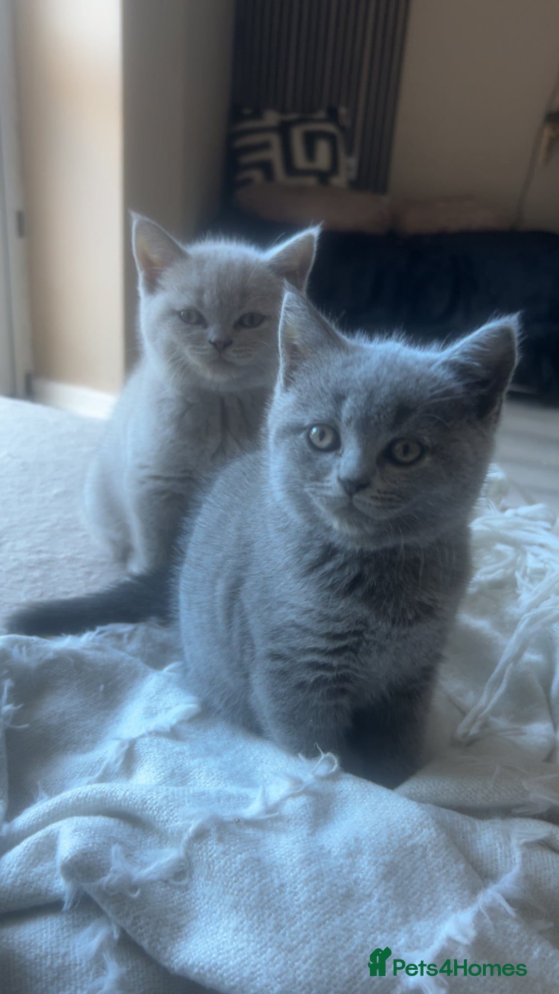 British Shorthair cats 6 beautiful British short hair kittens - Advert 1
