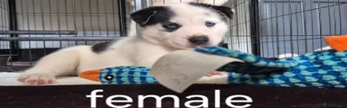 Siberian Husky 5
