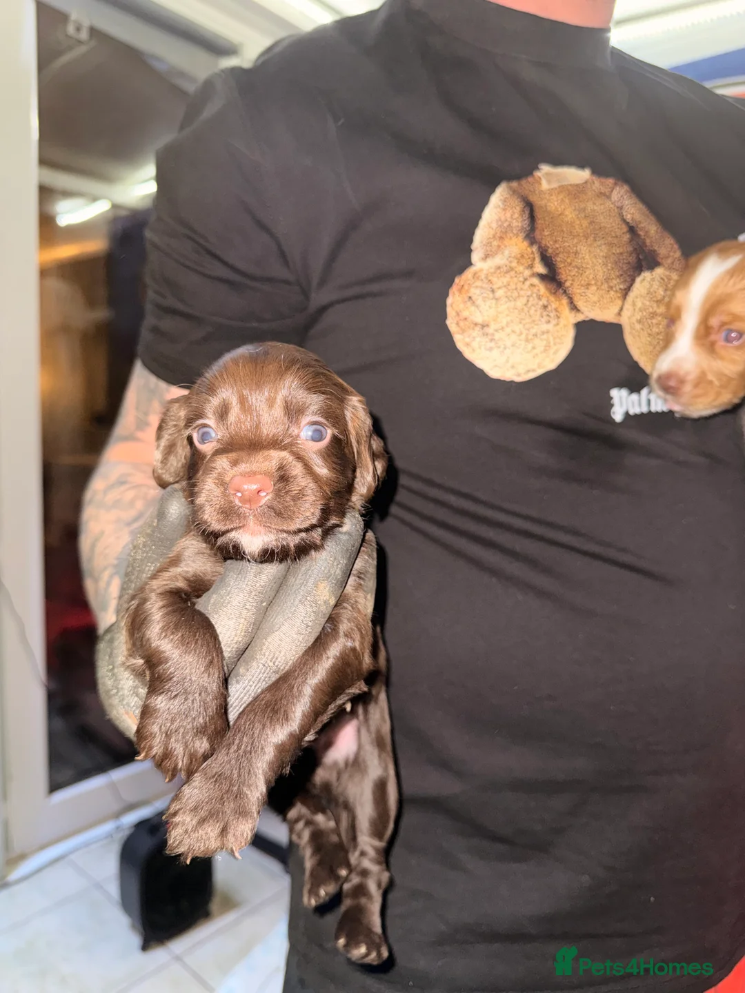 Sprocker dogs for sale: Sprocker Pups - Advert 16