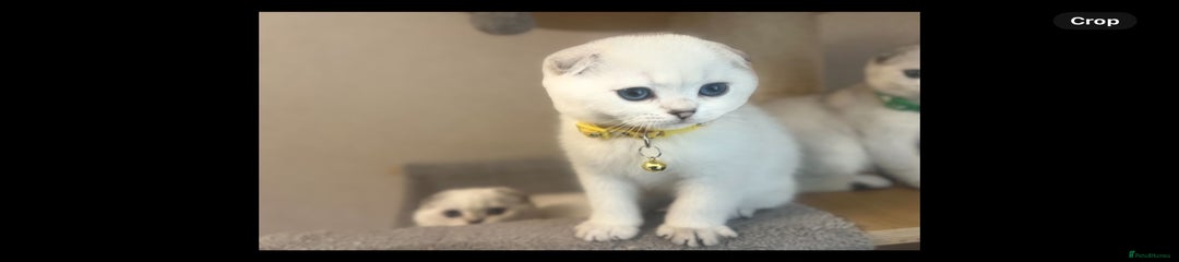 Scottish Fold Kitten 1