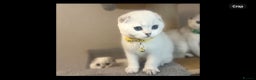 Scottish Fold cats for sale: Beautiful Scottish Straight&Fold Kittens Available - Advert 12