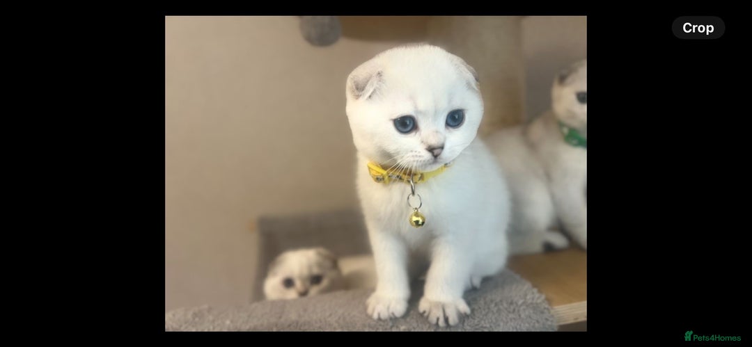 Scottish Fold cats for sale: Beautiful Scottish Straight&Fold Kittens Available - Advert 12